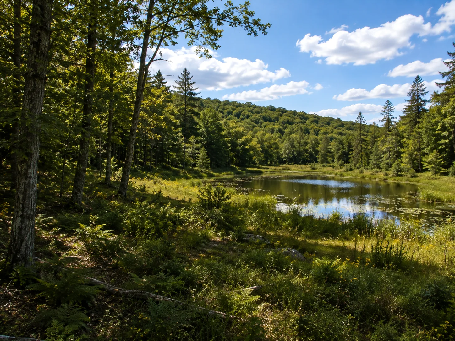 Wooded pond surrounded by trees and green meadow on rural land
